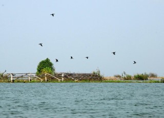 Đảo Nhím - hòn ngọc giữa hồ Dầu Tiếng